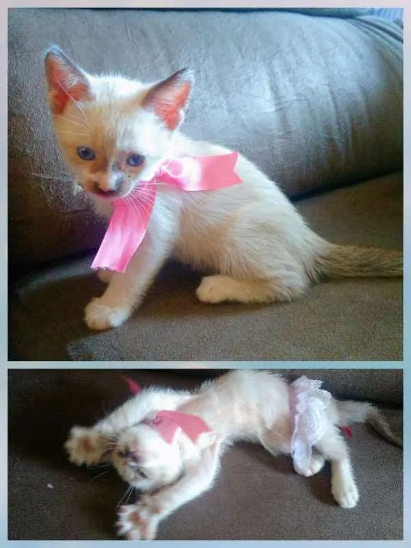 Gato ra a idade Abaixo de 2 meses nome Sem nome