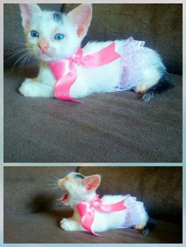 Gato ra a idade Abaixo de 2 meses nome Sem nome