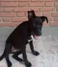 Belinha e Pantera