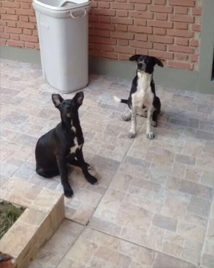 Cachorro ra a Não definida idade 2 a 6 meses nome Belinha e Pantera