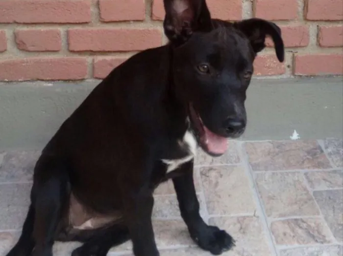 Cachorro ra a Não definida idade 2 a 6 meses nome Belinha e Pantera