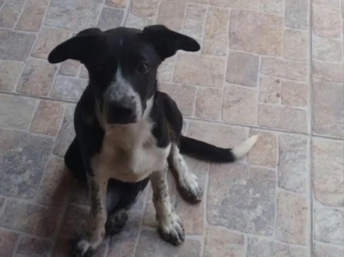 Cachorro ra a Não definida idade 2 a 6 meses nome Belinha e Pantera