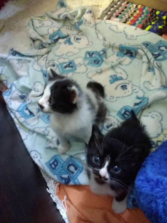 Gato ra a Sem raça idade 2 a 6 meses nome Sem nomes.
