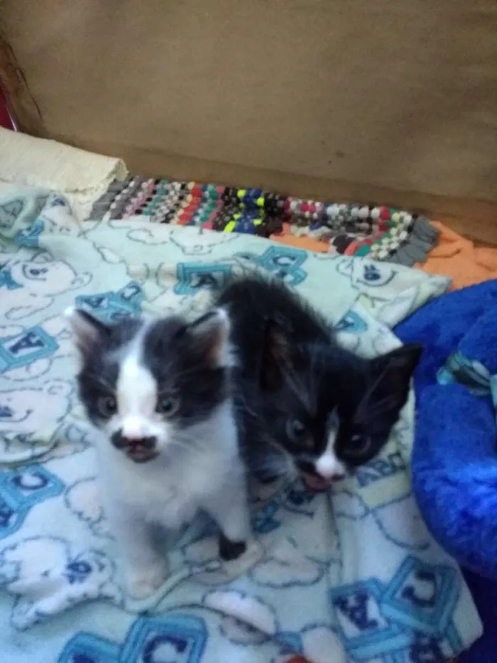 Gato ra a Sem raça idade 2 a 6 meses nome Sem nomes.