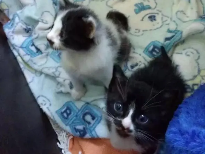 Gato ra a Sem raça idade 2 a 6 meses nome Sem nomes.