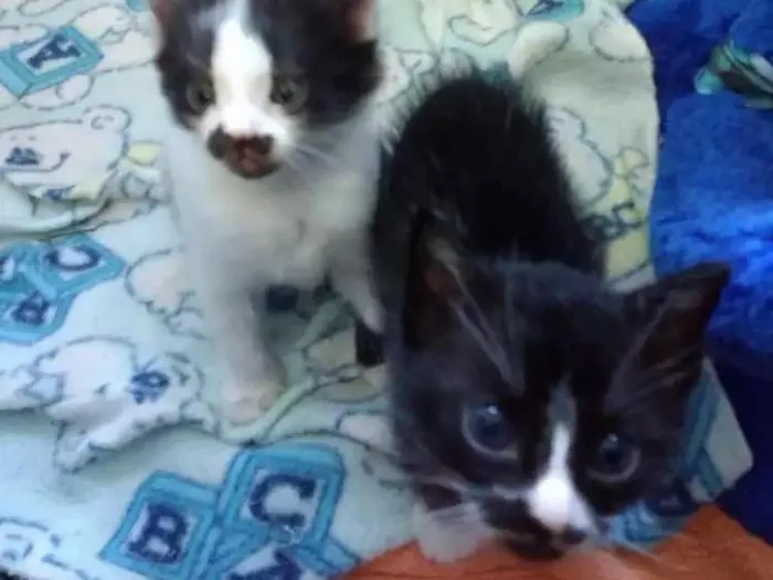 Gato ra a Sem raça idade 2 a 6 meses nome Sem nomes.