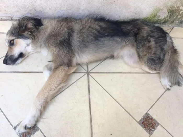 Cachorro ra a vira lata  idade 1 ano nome ranyelli 