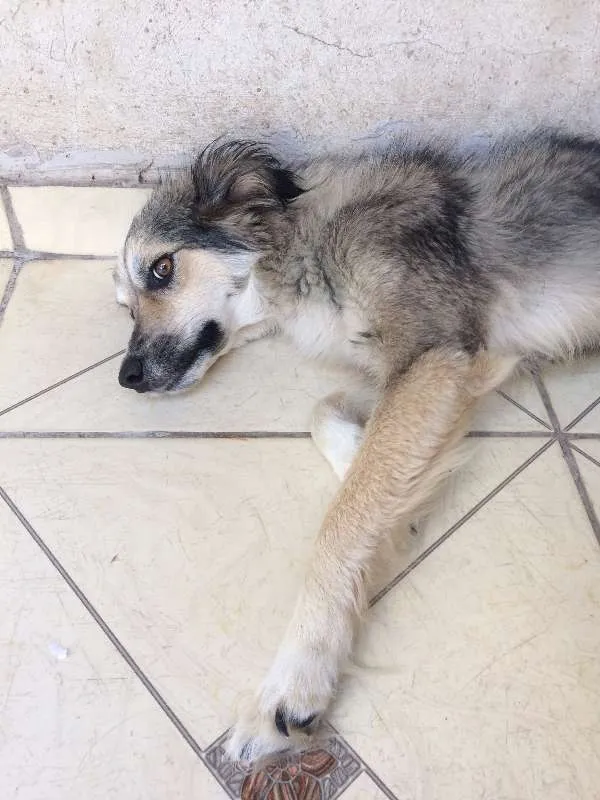 Cachorro ra a vira lata  idade 1 ano nome ranyelli 