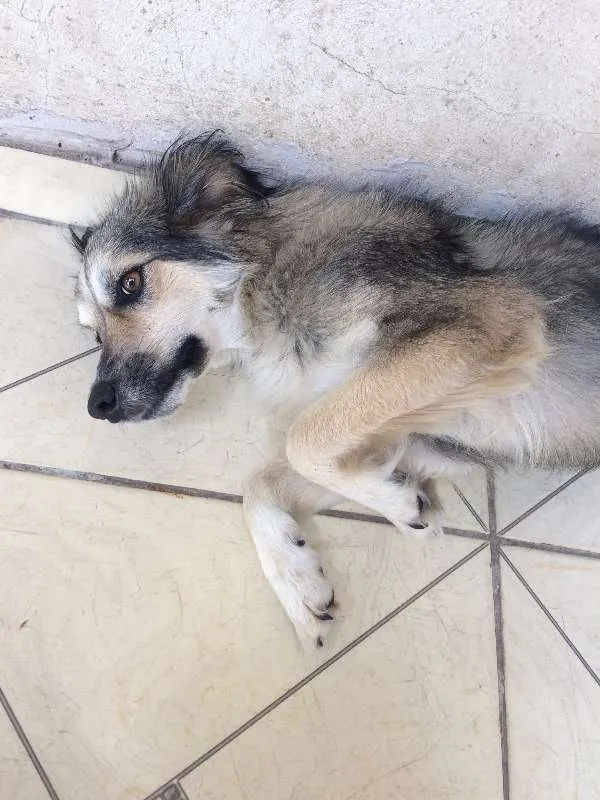 Cachorro ra a vira lata  idade 1 ano nome ranyelli 
