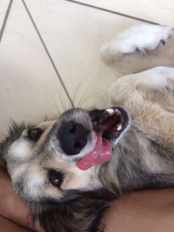 Cachorro ra a vira lata  idade 1 ano nome ranyelli 