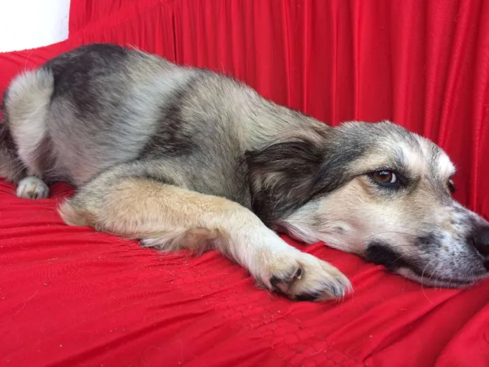 Cachorro ra a vira lata  idade 1 ano nome ranyelli 