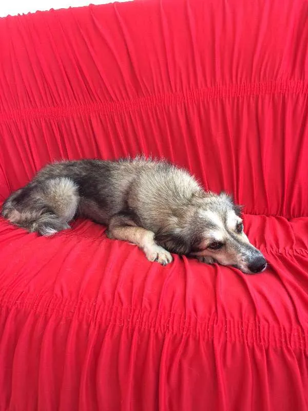 Cachorro ra a vira lata  idade 1 ano nome ranyelli 