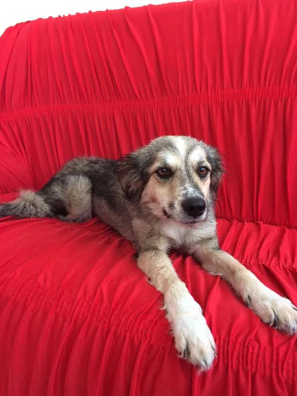 Cachorro ra a vira lata  idade 1 ano nome ranyelli 