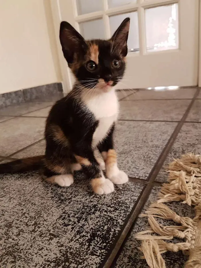 Gato ra a Srd idade Abaixo de 2 meses nome Sem nome