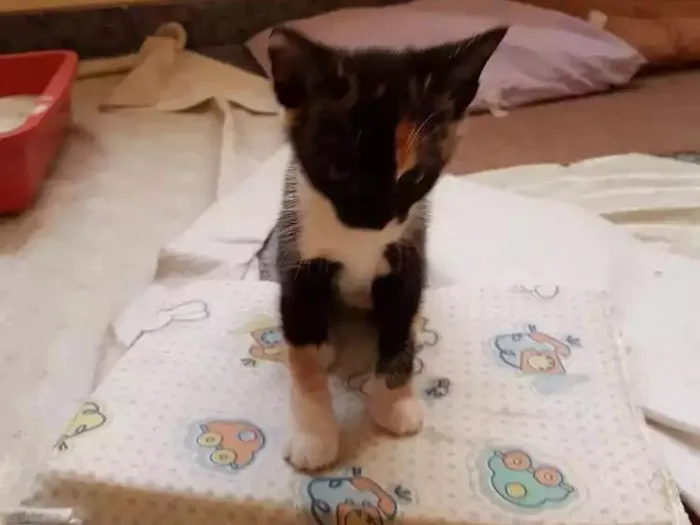 Gato ra a Srd idade Abaixo de 2 meses nome Sem nome