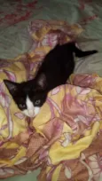 Boris. Junior