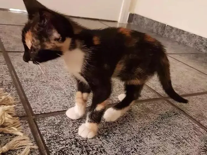 Gato ra a Srd idade Abaixo de 2 meses nome Sem nome