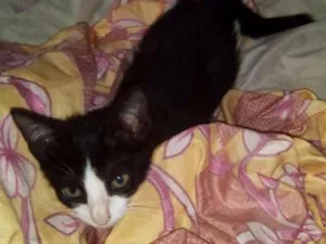 Gato raça  idade Abaixo de 2 meses nome Boris. Junior