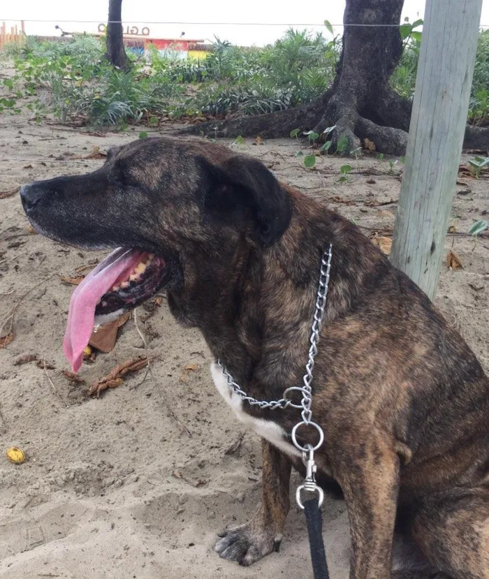 Cachorro ra a Fila brasileiro (mas não é puro) idade 6 ou mais anos nome Zion
