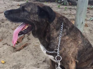 Cachorro raça Fila brasileiro (mas não é puro) idade 6 ou mais anos nome Zion