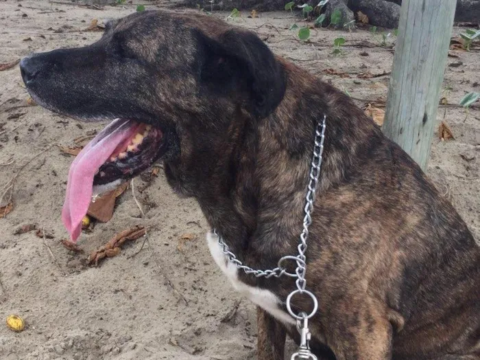 Cachorro ra a Fila brasileiro (mas não é puro) idade 6 ou mais anos nome Zion