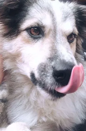 Cachorro raça vira lata  idade 1 ano nome Raniely