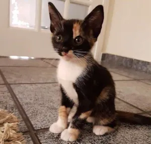 Gato raça Srd idade Abaixo de 2 meses nome Sem nome