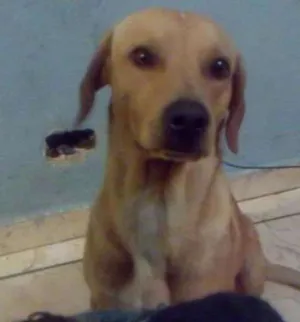 Cachorro raça Não sei  idade 7 a 11 meses nome Snoop e spaks 