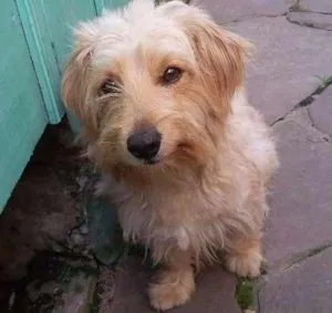Cachorro raça Mestiço poodle com cocker idade 7 a 11 meses nome Boris