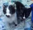 Gato raça Sem raça idade 2 a 6 meses nome Sem nomes.