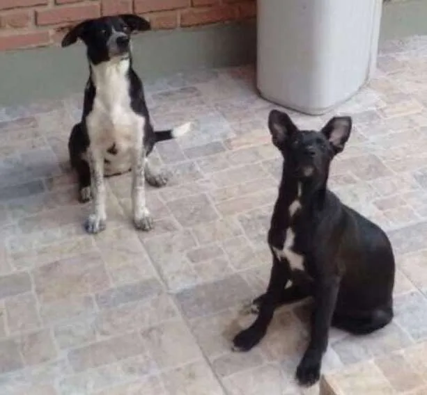 Cachorro ra a Não definida idade 2 a 6 meses nome Belinha e Pantera