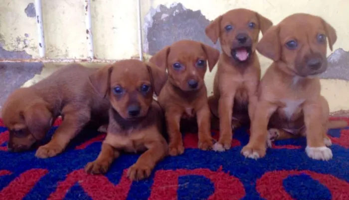 Cachorro ra a vira-lata idade 2 a 6 meses nome sem nome