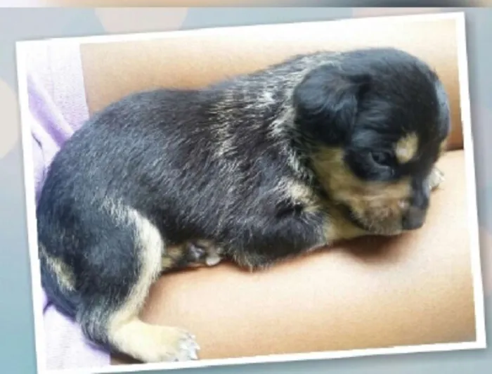 Cachorro ra a SRD idade Abaixo de 2 meses nome Bolt