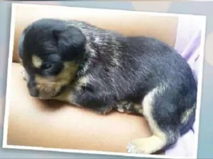 Cachorro raça SRD idade Abaixo de 2 meses nome Bolt