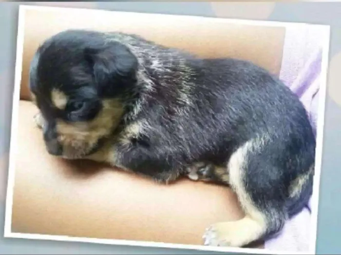 Cachorro ra a SRD idade Abaixo de 2 meses nome Bolt