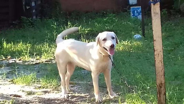 Cachorro raça Labrador idade 7 a 11 meses nome Ziva