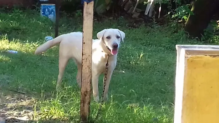 Cachorro raça Labrador idade 7 a 11 meses nome Ziva