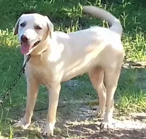 Cachorro raça Labrador idade 7 a 11 meses nome Ziva
