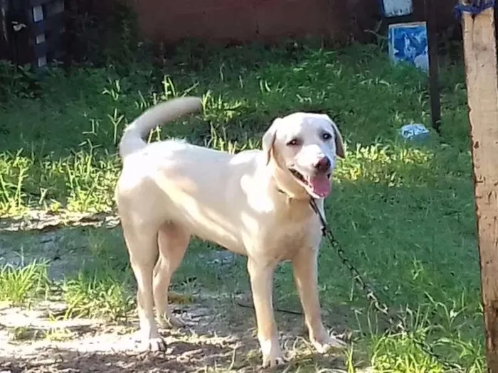 Cachorro raça Labrador idade 7 a 11 meses nome Ziva
