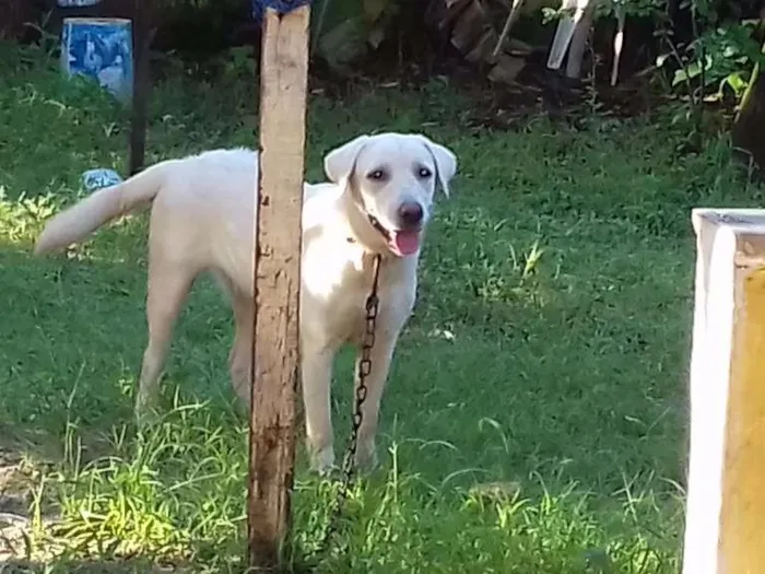 Cachorro raça Labrador idade 7 a 11 meses nome Ziva