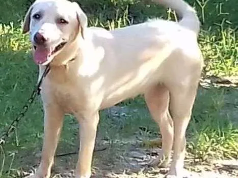 Cachorro raça Labrador idade 7 a 11 meses nome Ziva