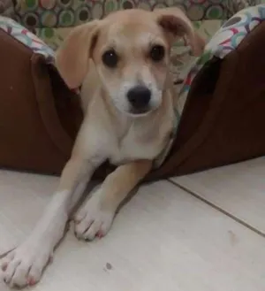 Cachorro raça SRD idade 2 a 6 meses nome Julia