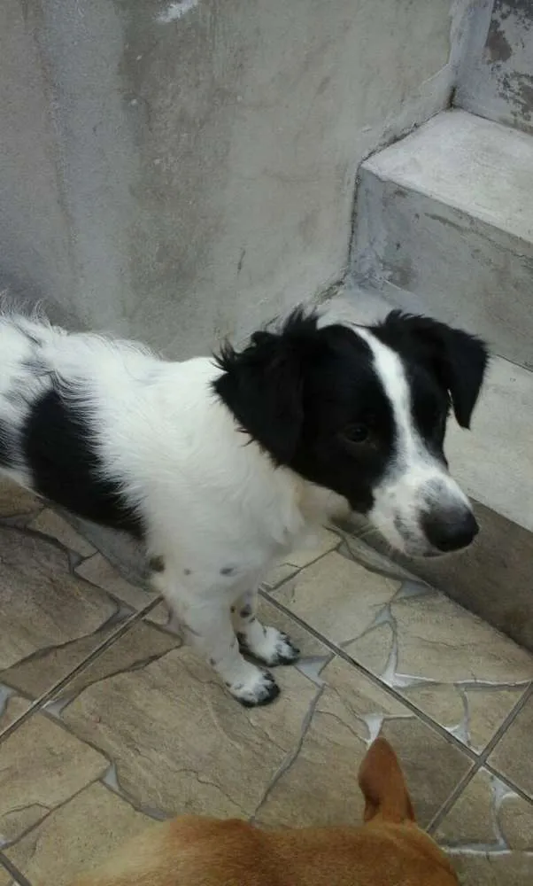 Cachorro raça Sem raça definida idade 7 a 11 meses nome Alvim