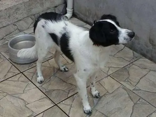 Cachorro raça Sem raça definida idade 7 a 11 meses nome Alvim