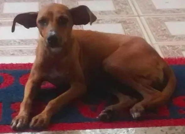 Cachorro ra a Vira-lata idade  nome Sophie