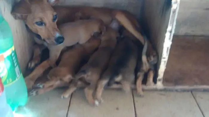 Cachorro ra a Vira-lata idade  nome Sophie