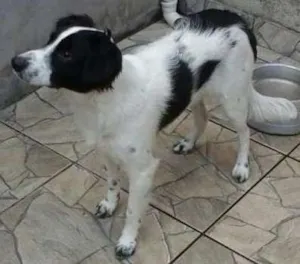 Cachorro raça Sem raça definida idade 7 a 11 meses nome Alvim