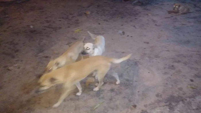 Cachorro ra a  idade 1 ano nome Lucki