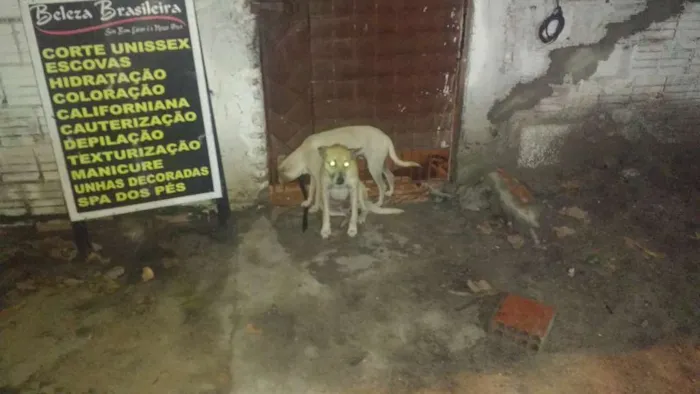 Cachorro ra a  idade 1 ano nome Lucki