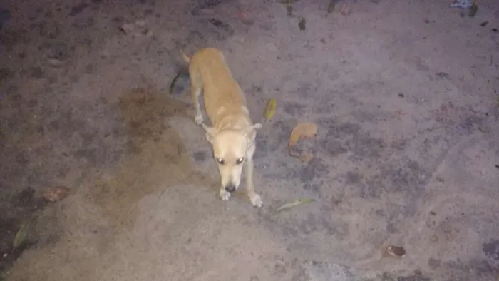 Cachorro ra a  idade 1 ano nome Lucki